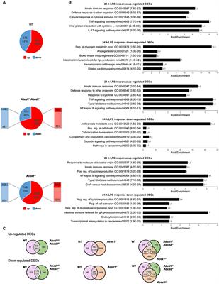 Immune response of BV-2 microglial cells is impacted by peroxisomal beta-oxidation